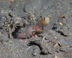 hlaváč Randallův a kreveta - Amblyeleotris randalli a Alpheus sp. - randall´s shrimpgoby and snapping shrimp