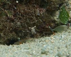 kreveta - Cuapetes tenuipes - Red claw cuapetes shrimp 