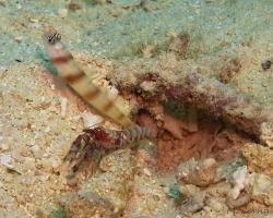 hlaváč Steinitzův a kreveta - Amblyeleotris steinitzi a Alpheus bellulus - Steinitz' prawn-goby and Tiger Snapping Shrimp 