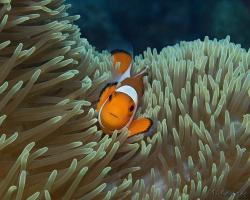 klaun očkatý - Amphiprion ocellaris - false clown anemonefish