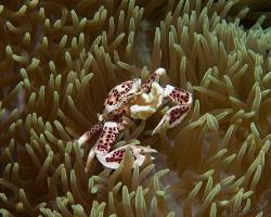 porcelánový krab - Neopetrolisthes maculatus - spotted porcelain crab