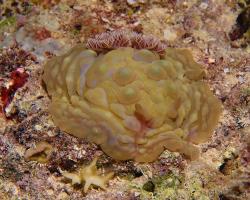nahožábrý plž - Asteronotus cespitosus - dorid nudibranch