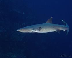 žralok lagunový - Triaenodon obesus - whitetip reef shark