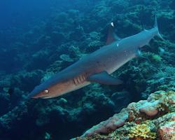 žralok lagunový - Triaenodon obesus - whitetip reef shark