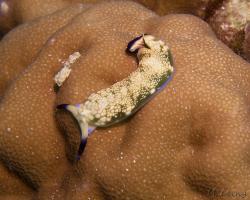 nahožábrý plž - Plakobranchus ocellatus - sea slug