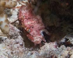 krab - Portunus sp. - undetermined crab