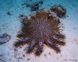 hvězdice trnová koruna - Acanthaster planci - Crown-of-thorns Starfish
