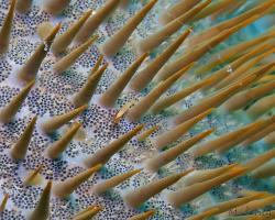 kreveta - Zenopontonia soror - starfish shrimp 