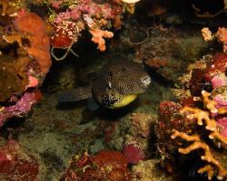 čtverzubec mappa - Arothron mappa - Map pufferfish