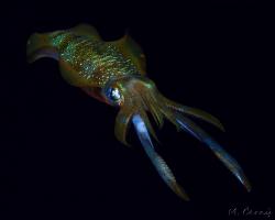 oliheň Lessonova - Sepioteuthis lessoniana - Bigfin Reef squid 