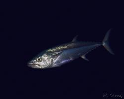 makrela jednobarevná - Gymnosarda unicolor - dogtooth tuna
