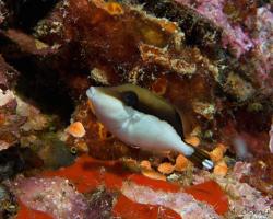 ostenec půlměsíčitý (mládě) - Sufflamen chrysopterum (juvenile) - flagtail triggerfish (small juvenile)