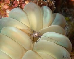 kreveta - Vir philippinensis - bubble coral shimp