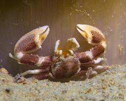 krabovčík sasankový - Neopetrolisthes maculatus - Spotted Anemone Porcelain Crab 