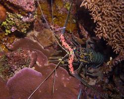 langusta ozdobná - Panulirus versicolor - spiny lobster