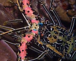 langusta ozdobná - Panulirus versicolor - spiny lobster