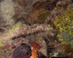 dravá sasanka - Alicia sansibarensis - tuberculate night anemone