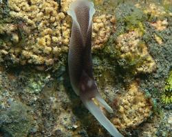 nahožábrý plž - Chelidonura amoena - Head-shielted slug