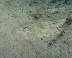 jazyk - Phyllichthys punctatus - Spotted sole 