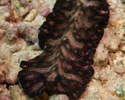 plochý červ - Pseudobiceros bedfordi - Persian carpet flatworm 