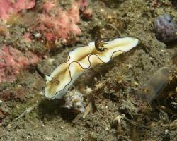 nahožábrý plž - Doriprismatica atromarginata - nudibranch