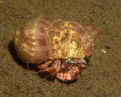 poustevníček - Dardanus pedunculatus - Anemone Hermit Crab 