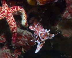 kreveta harlekýn - Hymenocera picta - Harlequin Shrimps 