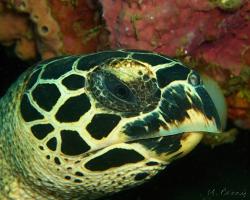 kareta pravá - Eretmochelys imbricata - Hawksbill Turtle 