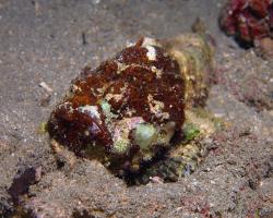 ropušnice ďábelská - Scorpaenopsis diabolus - false stonefish or devil scorpionfish 