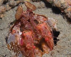 strašek - Lysiosquillina lisa - Lisa's Mantis Shrimp 