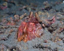 strašek - Lysiosquillina lisa - Lisa's Mantis Shrimp 