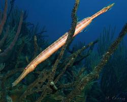 Trubkotlamka skvrnitá - aulostomus maculatus - Trumpetfish 