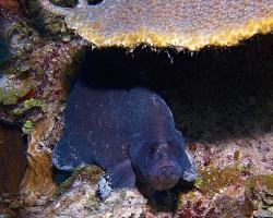 Kanic mýdlový - Rypticus saponaceus - Greater Soapfish 