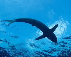 Žralok hedvábný - Carcharhinus falciformis - Silky shark 