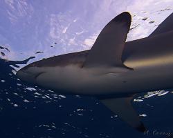 Žralok hedvábný - Carcharhinus falciformis - Silky shark 