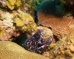 Muréna poskvrněná - Gymnothorax moringa - spotted moray 