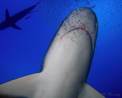 Žralok Perezův - Carcharhinus perezi - Caribbean reef shark 