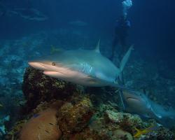Žralok Perezův - Carcharhinus perezi - Caribbean reef shark