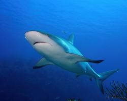 Žralok Perezův - Carcharhinus perezi - Caribbean reef shark 