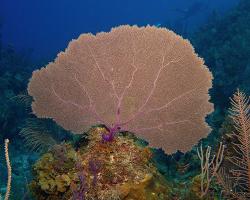 Rohovitka obecná - Gorgonia ventalina - purple sea fan 