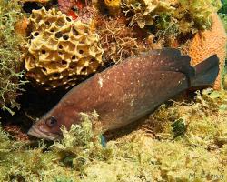 Kanic mýdlový - Rypticus saponaceus - Greater Soapfish 