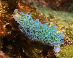 nahožábrý plž - Elysia crispata - lettuce sea slug 