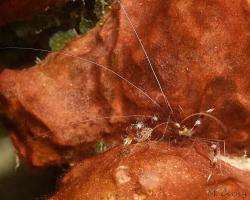 Kreveta drsná - Stenopus hispidus - Banded Boxer Shrimp