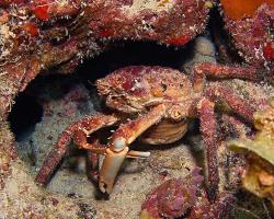 Krab - Mithrax spinosissimus - Channel clinging crab 