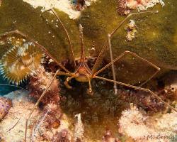 kreveta šípovitá - Stenorhynchus seticornis - Yellowline Arrow Crab 