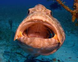 Kanic proměnlivý - Mycteroperca venenosa - Yellowfin grouper 