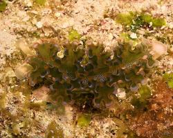 nahožábrý plž - Elysia crispata - lettuce sea slug 
