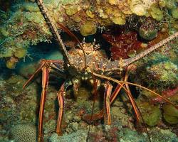 Langusta karibská - Panulirus Argus - Caribbean spiny lobster 
