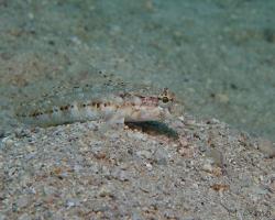 hlaváč Rouleův - Gobius roulei - Roule's goby 