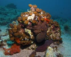 chobotnice pobřežní - Octopus vulgaris - common octopus